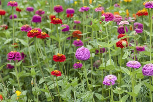 Zinnia
