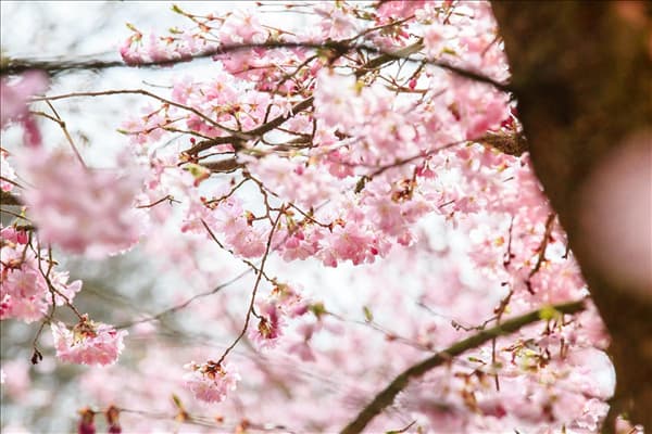 Prunus subhirtella 'Accolade'