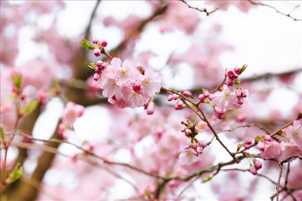 Prunus subhirtella 'Accolade'