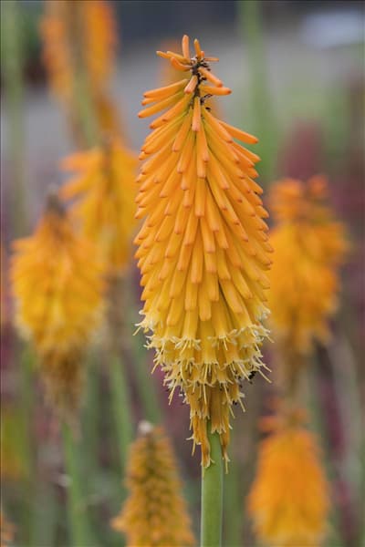Kniphofia 'Mango Popsicle'(s)