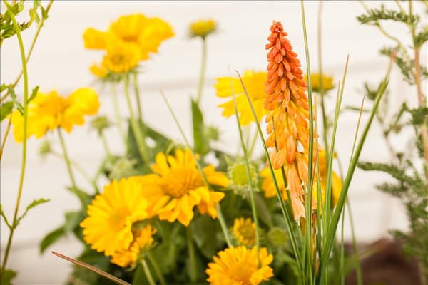 Kniphofia uvaria