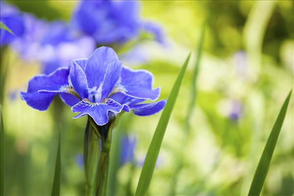 Iris