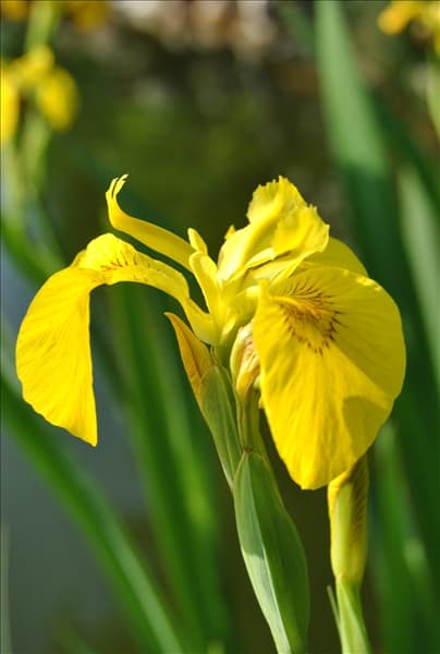 Iris pseudacorus