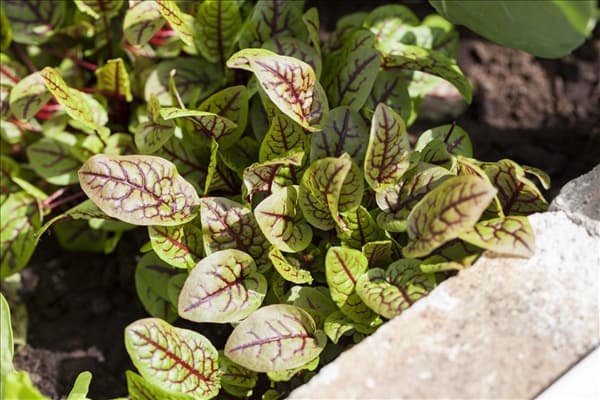 Rumex sanguineus
