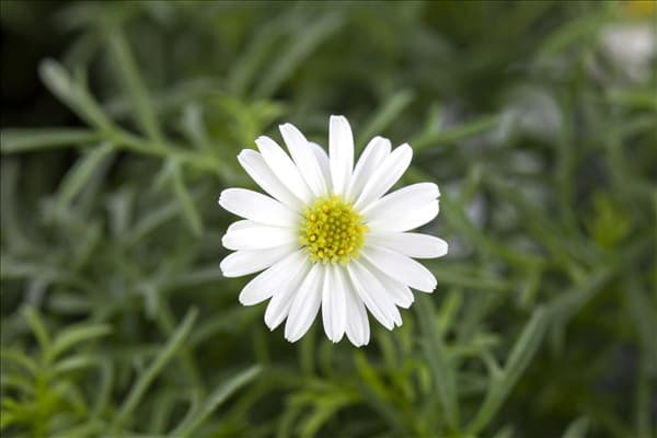 Brachyscome multifida