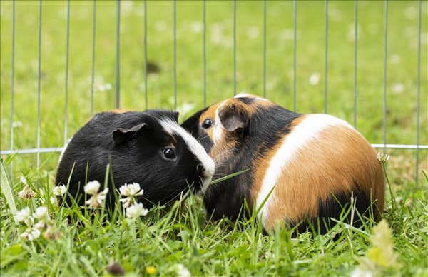 Meerschweinchen