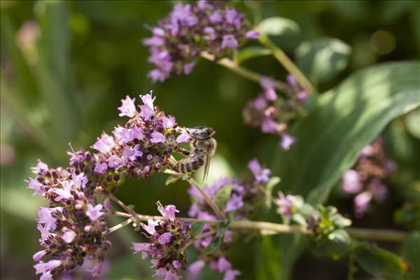 Origanum vulgare