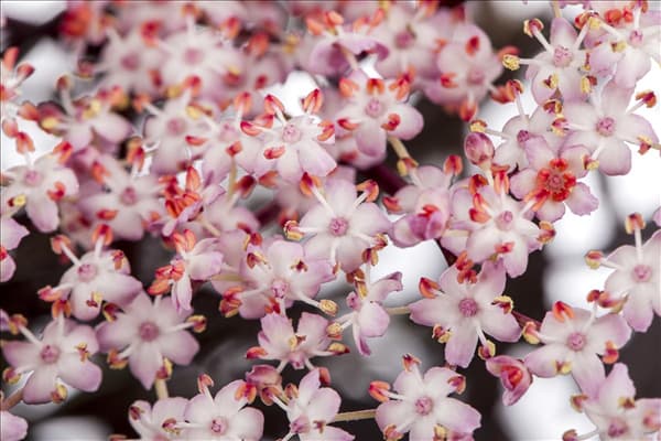 Sambucus nigra 'Thundercloud'