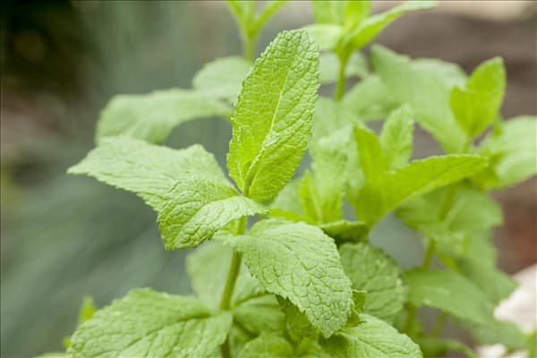 Mentha