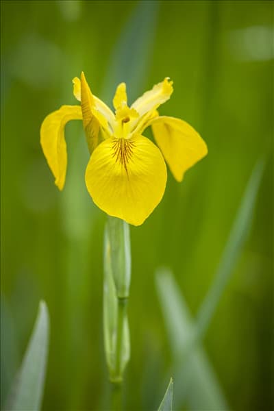 Iris