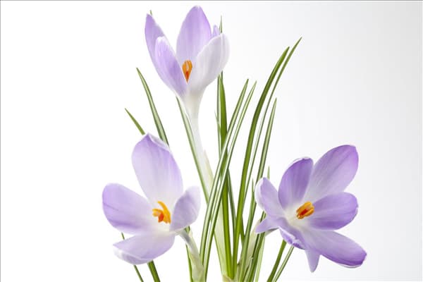 Crocus sativus
