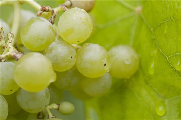 Vitis vinifera 'Romulus'