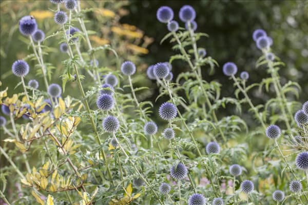 Echinops ritro
