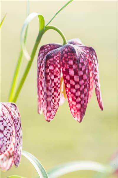 Fritillaria meleagris