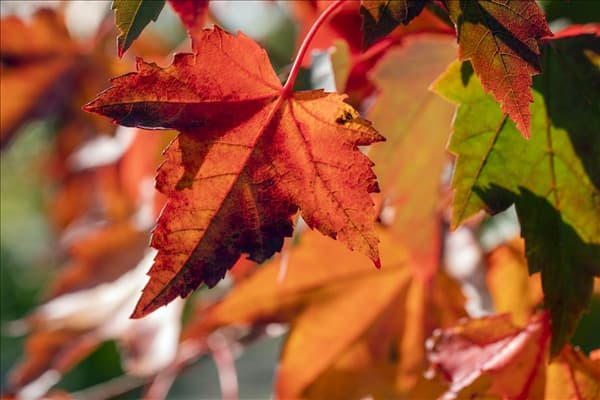 Acer rubrum 'Brandywine'