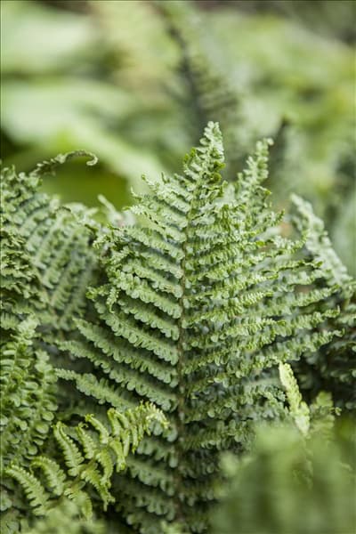 Athyrium filix-femina