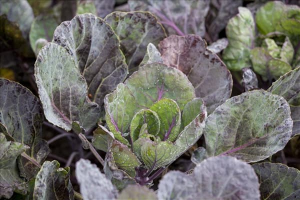 Brassica oleracea var. gemmifera