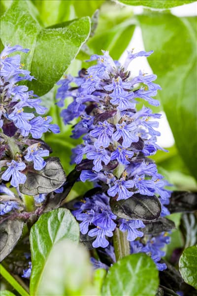 Ajuga reptans