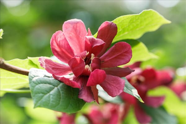 Calycanthus x raulstonii