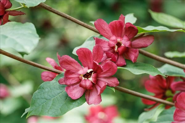 Calycanthus x raulstonii