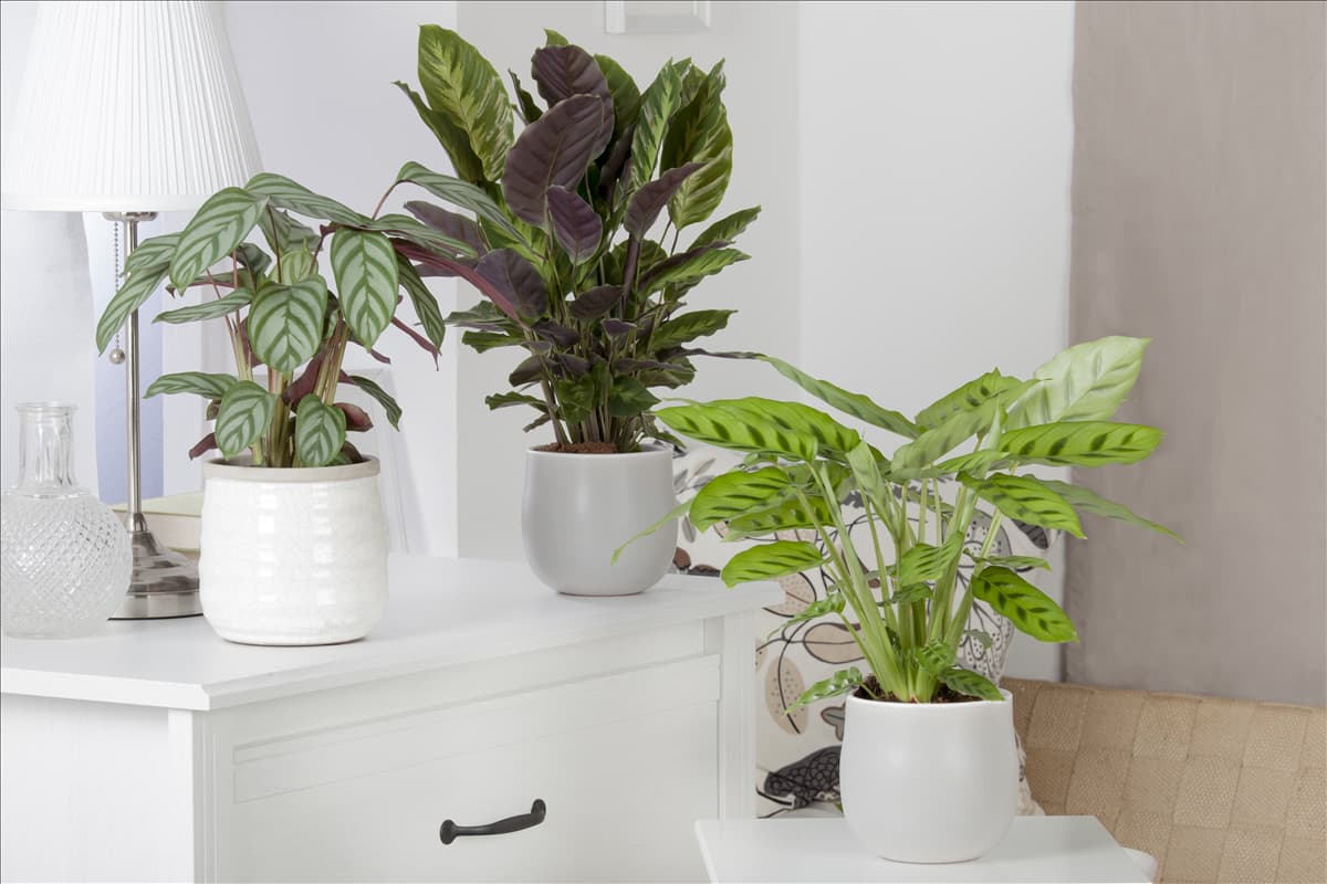 Calathea