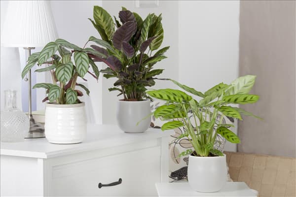 Calathea