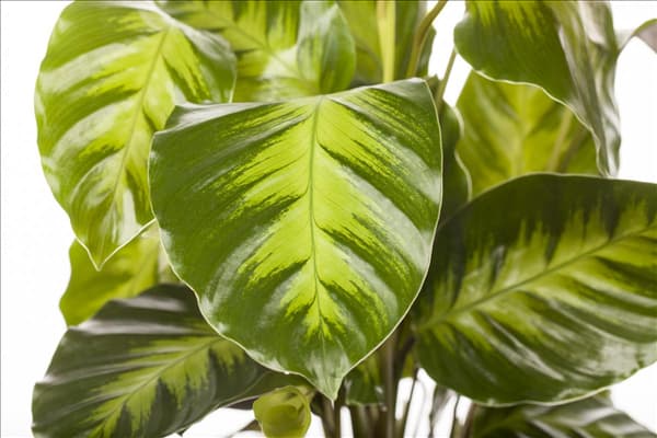 Calathea