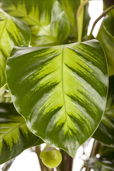Calathea