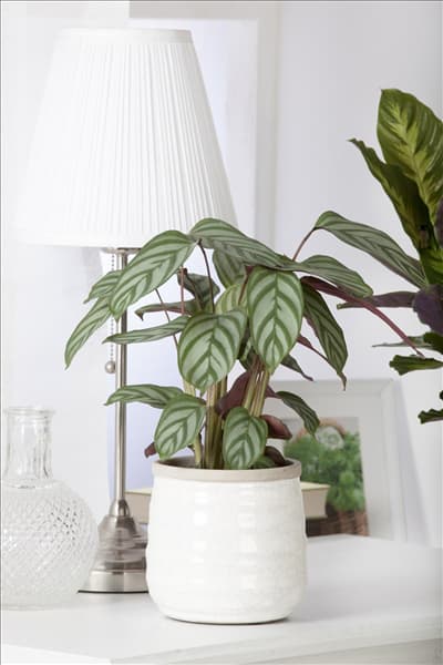Calathea