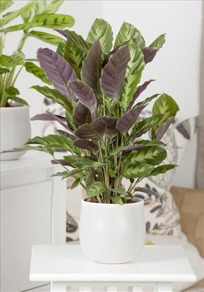 Calathea