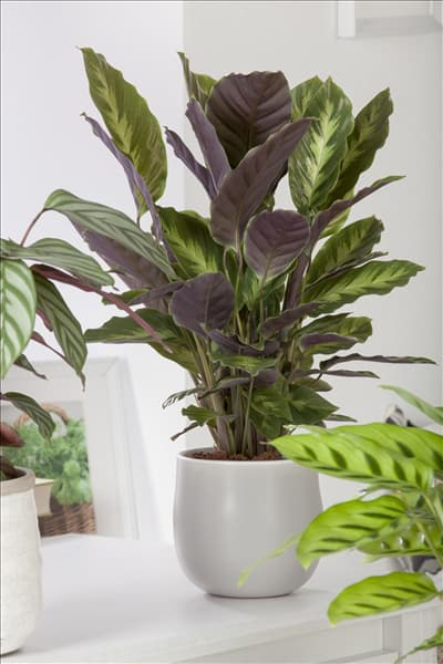 Calathea