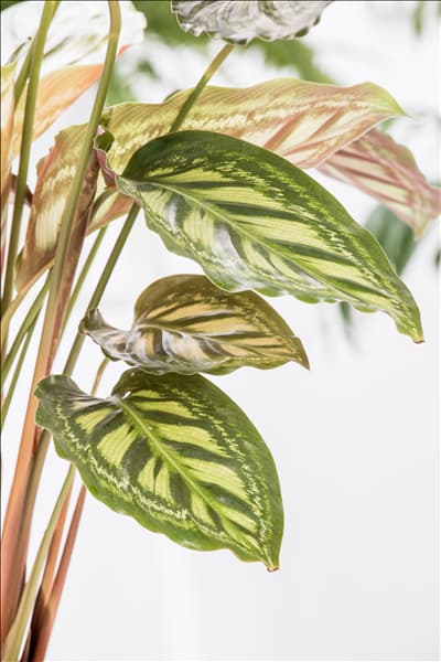 Calathea