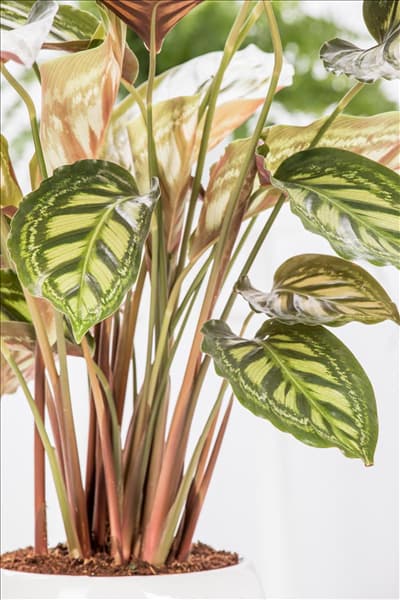 Calathea