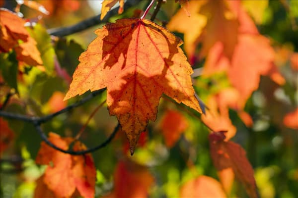 Acer rubrum 'Sun Valley'