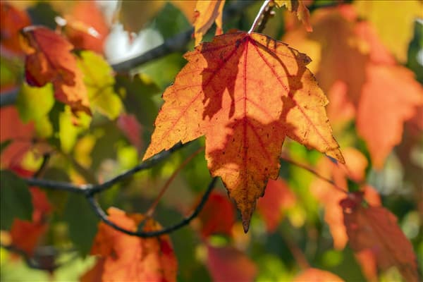 Acer rubrum 'Sun Valley'