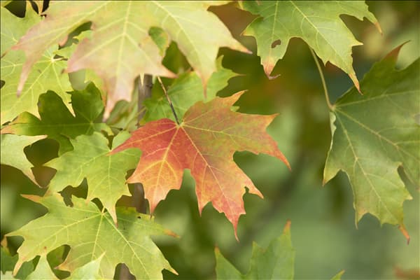 Acer saccharum