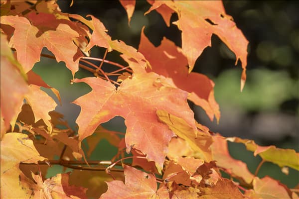 Acer saccharum