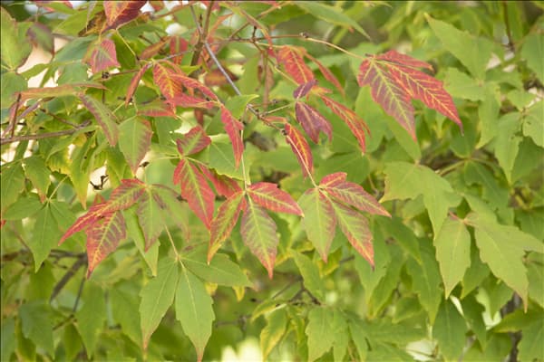 Acer saccharum