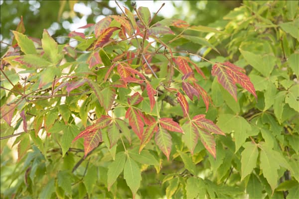 Acer saccharum