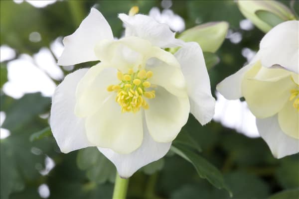 Aquilegia caerulea