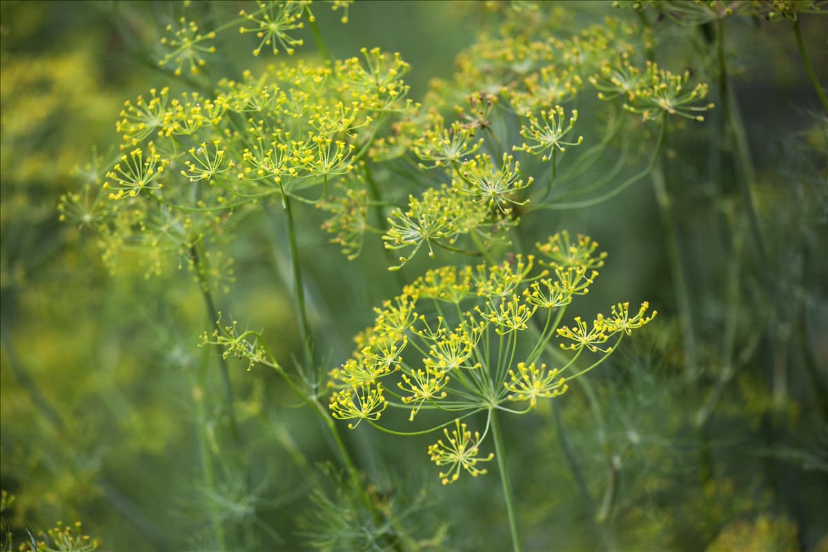Anethum graveolens Dill