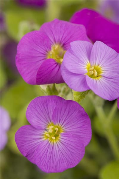 Aubrieta deltoidea