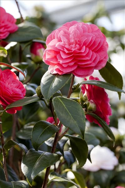 Camellia japonica 'April Dawn'