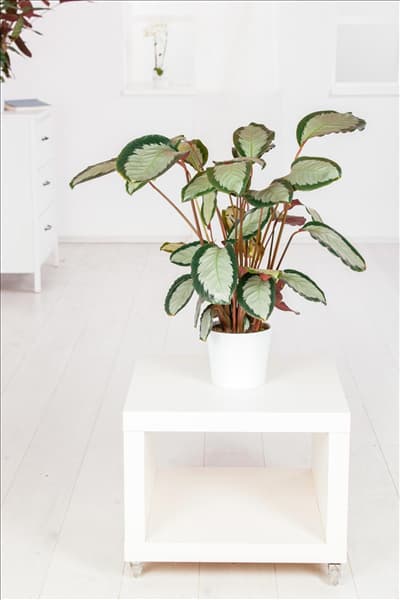 Calathea picturata