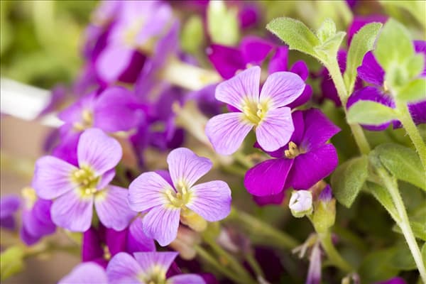 Aubrieta x cultorum 'Kitte® Purple'