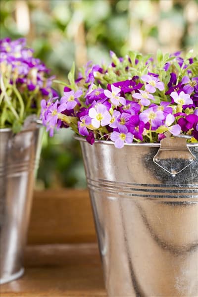 Aubrieta x cultorum 'Kitte® Purple'