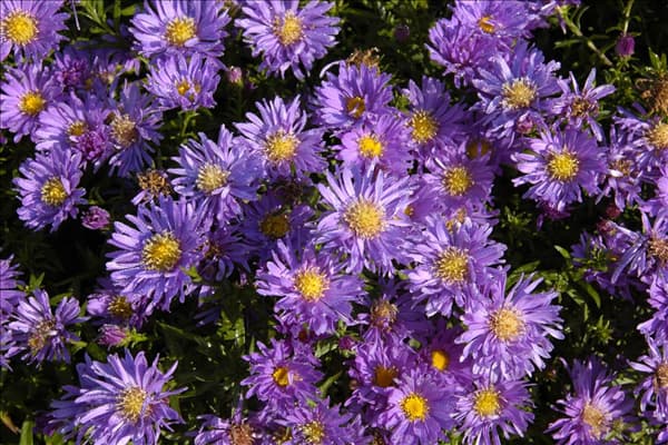 Aster dumosus 'Blaue Lagune'