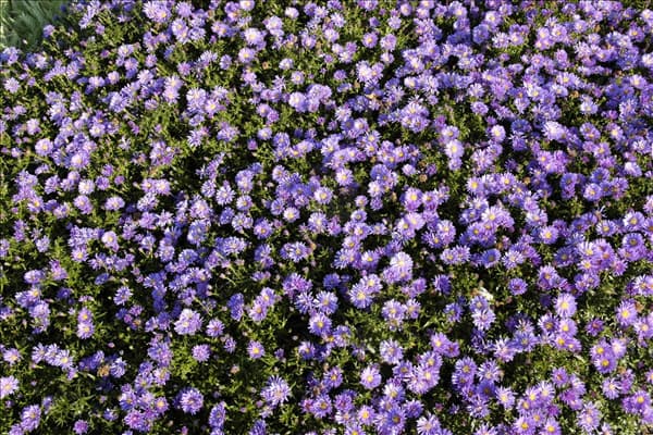 Aster dumosus 'Blaue Lagune'