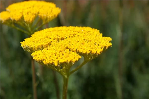 Achillea filipendulina