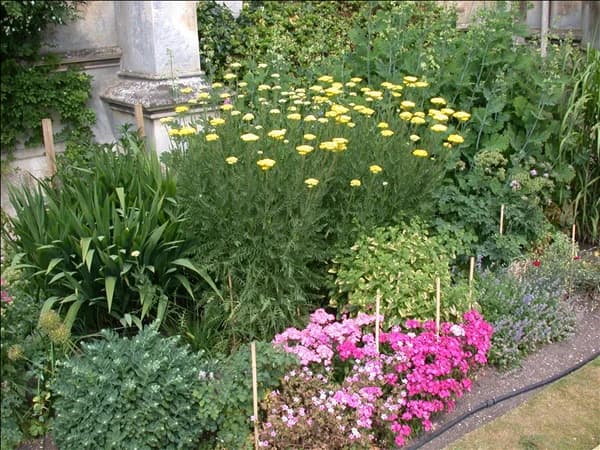 Achillea filipendulina